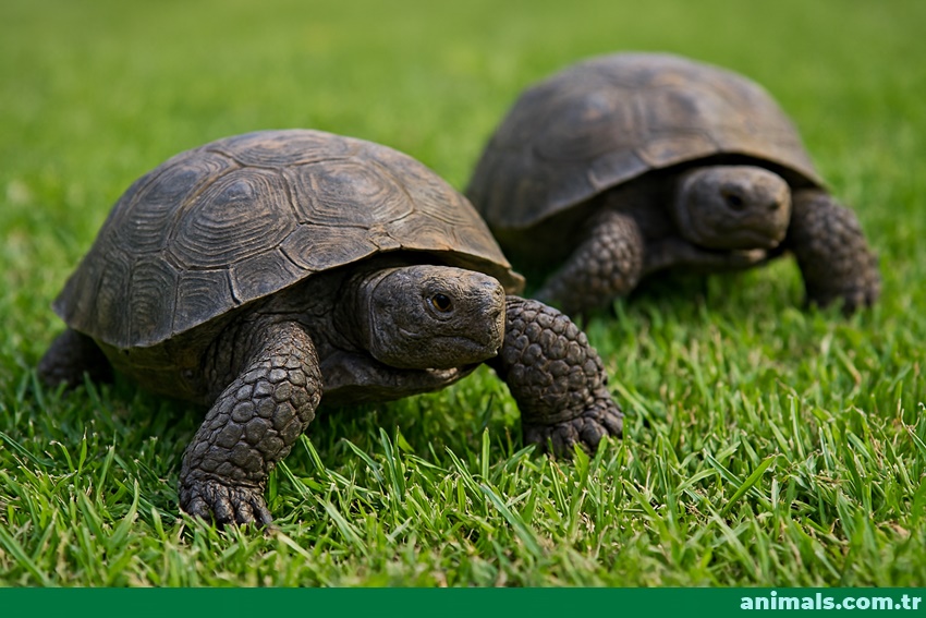 tortoise,about tortoises,animals.com,animals.com.tr,tortoise image