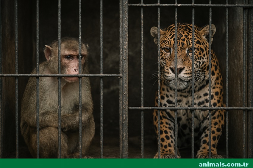 leopard,monkey,jaguar,lion,unhappy animals at the zoo,zoo,animals,animals.com.tr